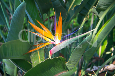 Bird of paradise flowers (Strelitzia)