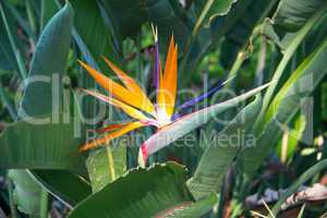 Bird of paradise flowers (Strelitzia)