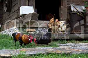 Chickens on homesteading
