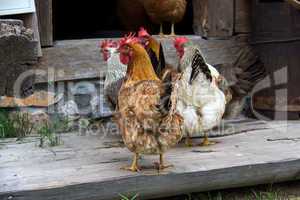 Chickens on homesteading