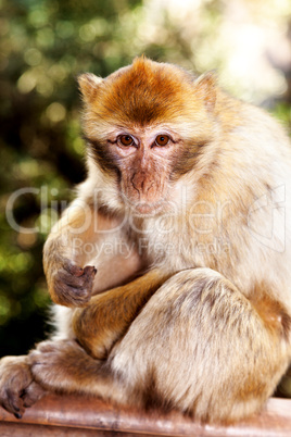 Monkey in the wild in Morocco