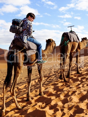 Camel trek through the desert of Morocco