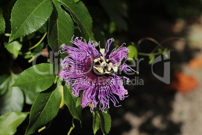 Passionflower