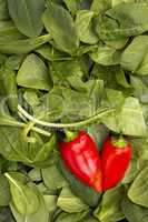 Red peppers on leaves of spinach