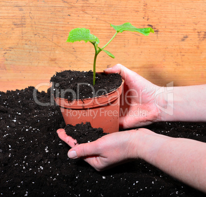 Gärtner Hände Pflanzen Erde