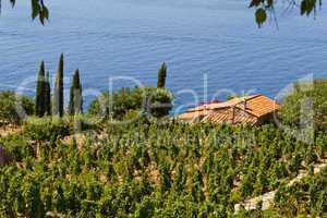 Weingut in der Toskana, Insel Elba