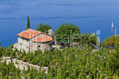 Weingut in der Toskana, Insel Elba