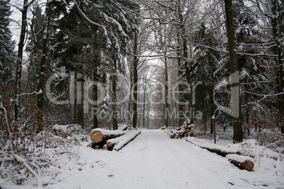 Winter Forest