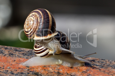 Snail