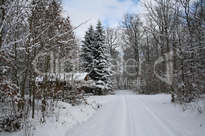 Winter Forest