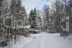 Winter Forest