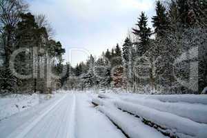 Winter Forest