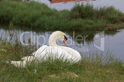 Swan