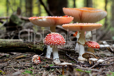 Amanita