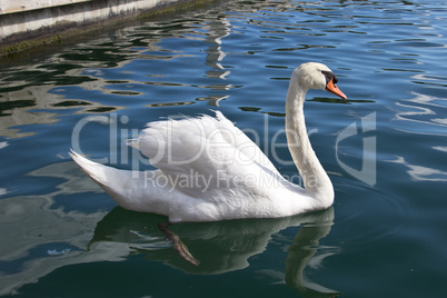 Swan