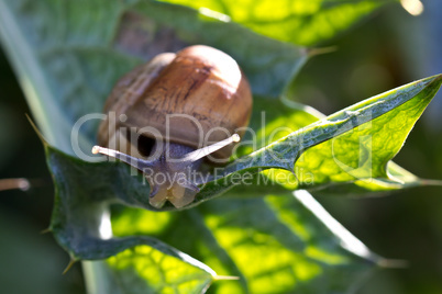 Snail