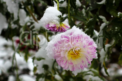 Dahlias covered the first snow