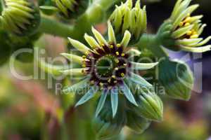 Sempervivum flower