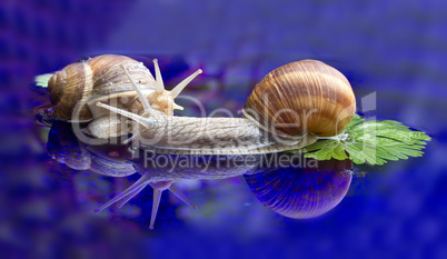 Snail