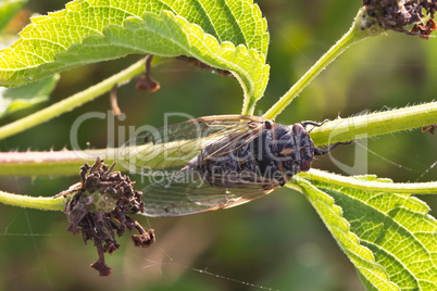 Cicada