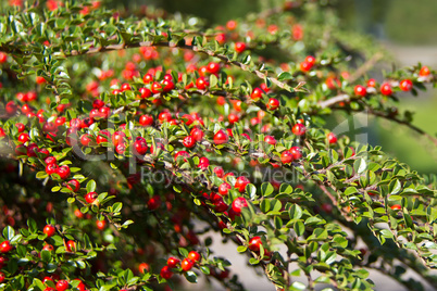 Rowan berries