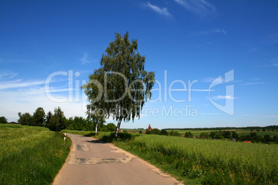 Summer Landscape