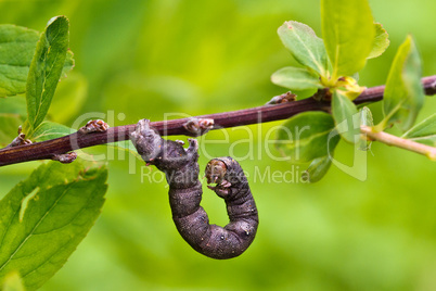 Worm / Caterpillar