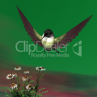 Costa's hummingbird - 3D render