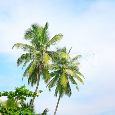 high palm on background of blue sky