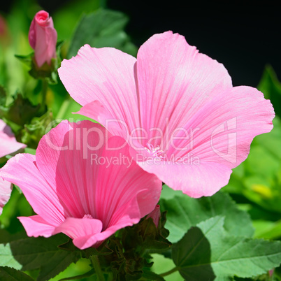 Beautiful pink flower