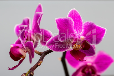 Red Orchids