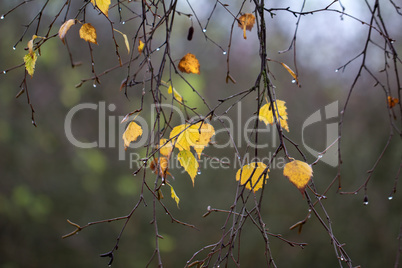 Birch foliage