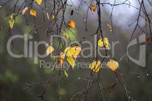 Birch foliage