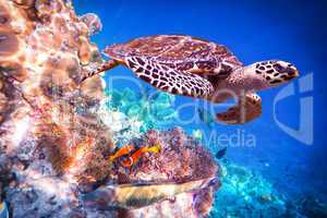 Hawksbill Turtle - Eretmochelys imbricata