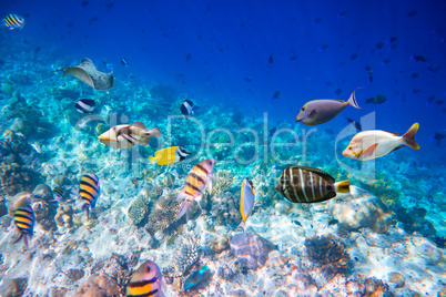 Tropical Coral Reef.