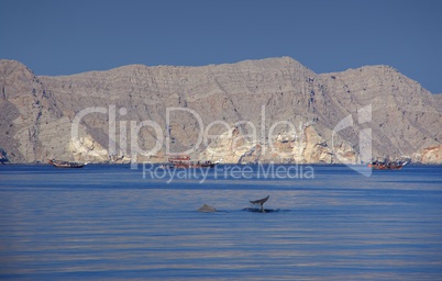Delphine im Meer der Felsenlandschaft der Vereinigten Arabischen Emirate