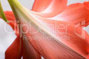 beautiful pink gladiolus, close up