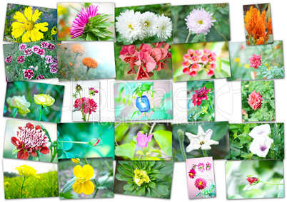 Collage of flowers