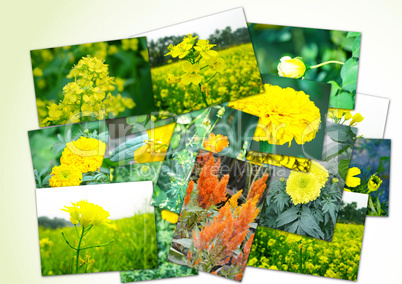 Collage of flowers