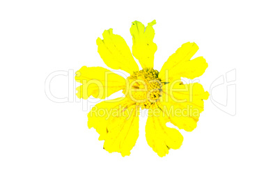 Yellow flower isolated on white background.