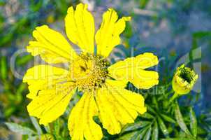 Yellow flower isolated on white background.