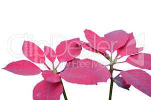 Pink leaf flower isolated on white background.