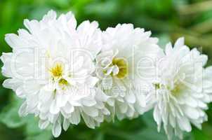 White color flower isolate green leaf background