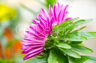 Pink color flower isolate green leaf background