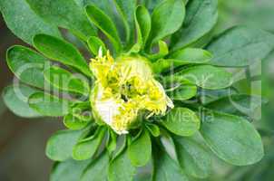 Yellow color flower isolate green leaf background