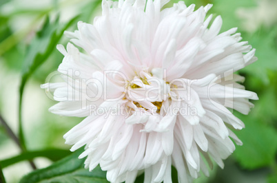 White color flower isolate green leaf background