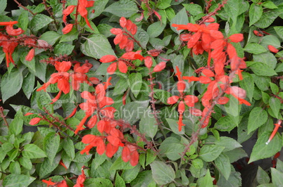 Red color flower isolate green leaf background