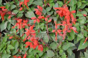 Red color flower isolate green leaf background