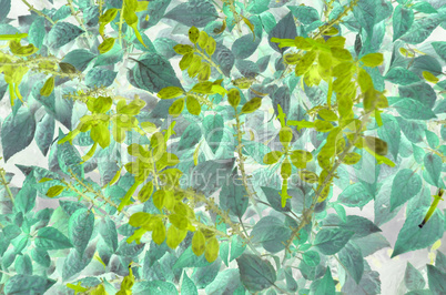 Natural leaf background for text used