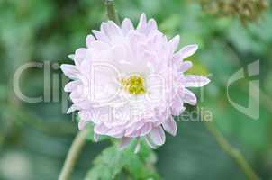 White color flower isolate green leaf background